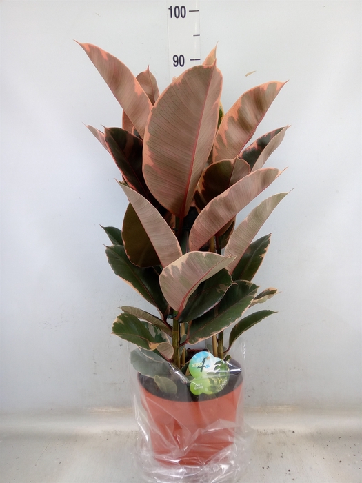 <h4>Ficus elastica 'Belize'</h4>
