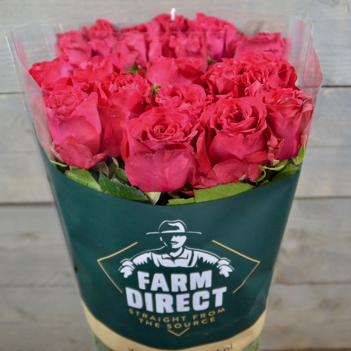 <h4>R GR MAYRA HOT PINK</h4>