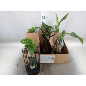 Planten  ..mix