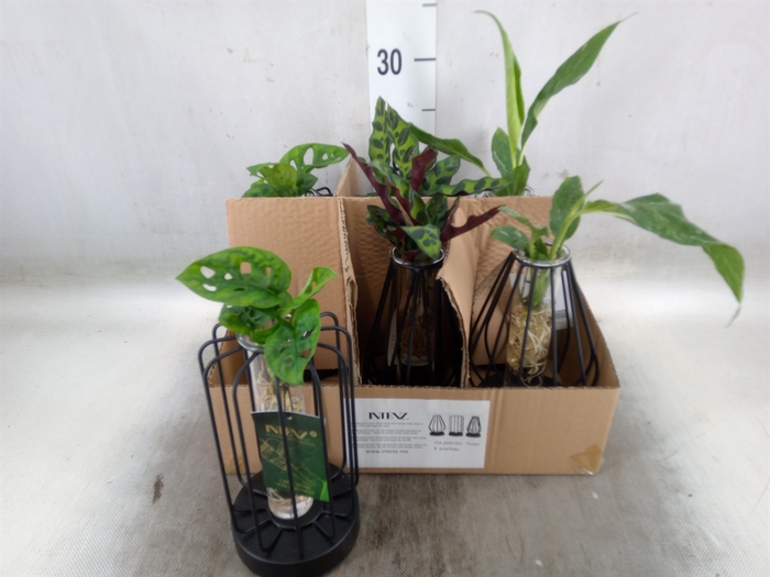 <h4>Planten  ..mix</h4>