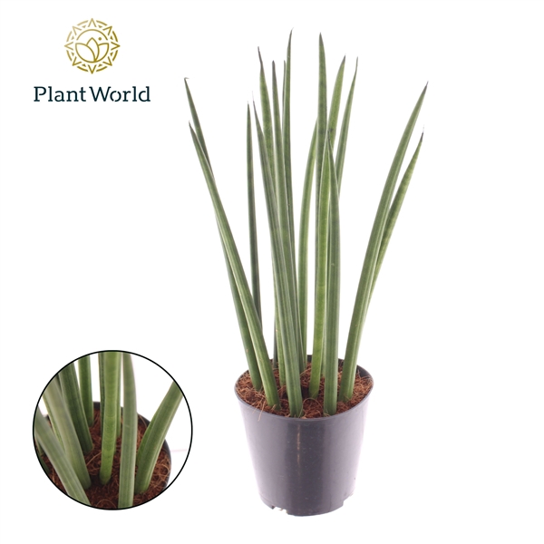 <h4>Sansevieria cylindrica 'Bacularis' / Mikado</h4>