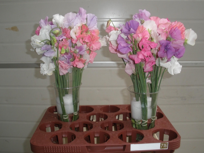 <h4>LATHYR ODORATUS GEM</h4>