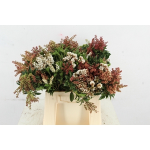 PIERIS ROOD/WIT BLOEIEND PER BUNCH