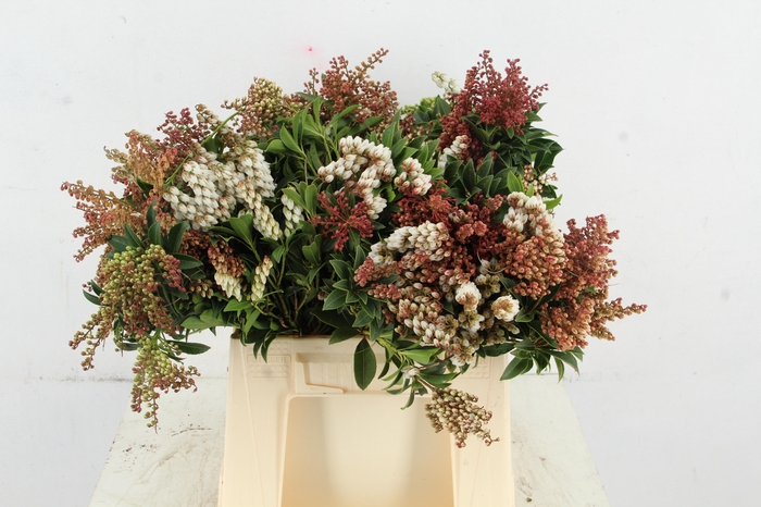 <h4>PIERIS ROOD/WIT BLOEIEND PER BUNCH</h4>