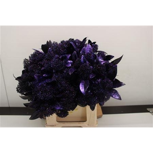 Skimmia Aubergine Glitter