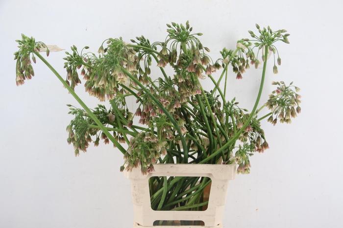 <h4>ALLIUM NECT SICULUM BULGAR ARTISTIC</h4>