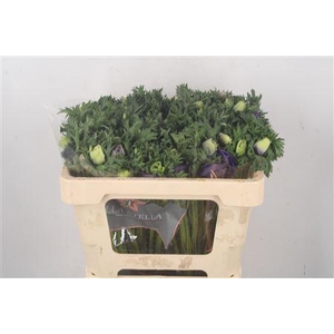 Anemone Galil Mixed In Bunch