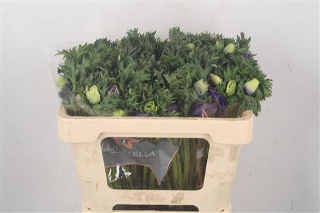 <h4>Anemone Galil Mixed In Bunch</h4>