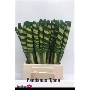 PANDANUS (BLAD)