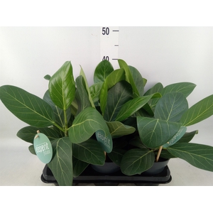 Ficus benghalensis 'Audrey'