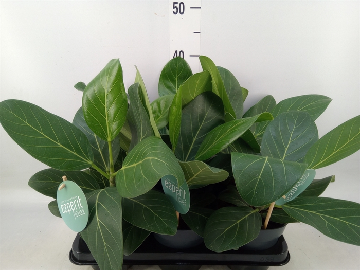 <h4>Ficus benghalensis 'Audrey'</h4>