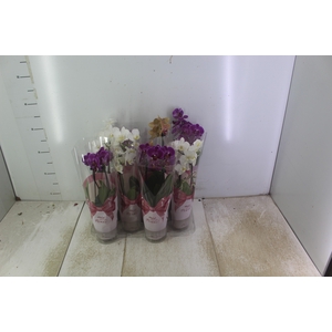 PHALAENOPSIS MINI P09 2 HT