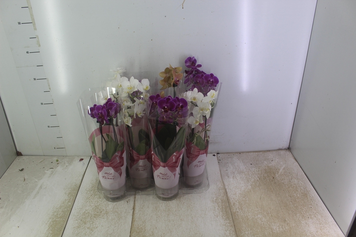 <h4>PHALAENOPSIS MINI P09 2 HT</h4>