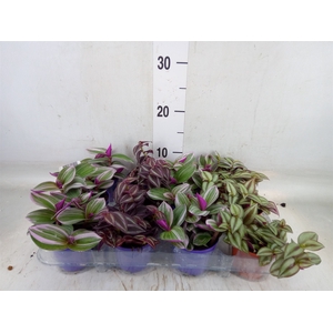 Tradescantia   ...mix