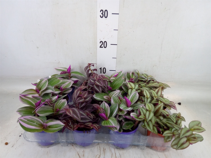 <h4>Tradescantia   ...mix</h4>