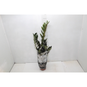 ZAMIOCULCAS BLACK QUEEN P14