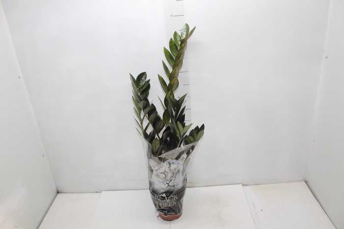 <h4>ZAMIOCULCAS BLACK QUEEN P14</h4>