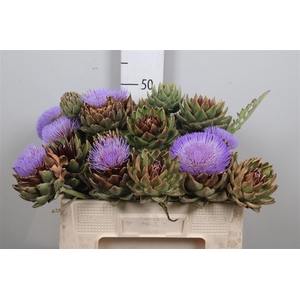 Cynara Sc Green Glob