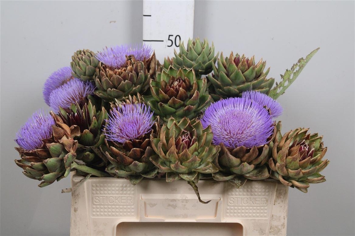 <h4>Cynara Sc Green Glob</h4>