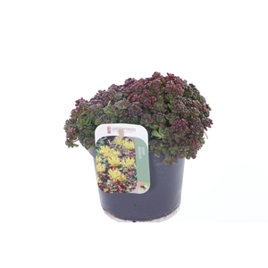 Sedum oreganum