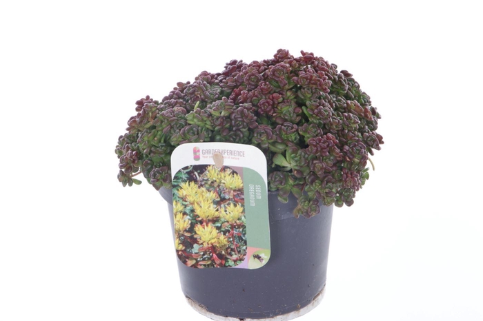 <h4>Sedum oreganum</h4>