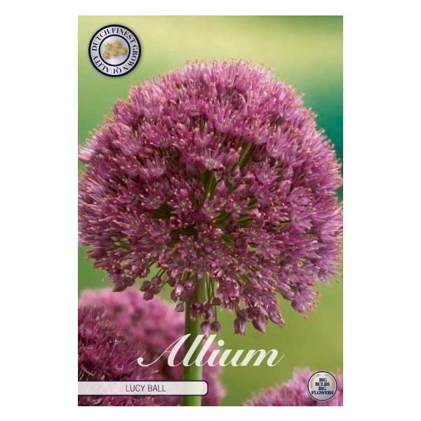 <h4>Allium Lucy Ball x1 22/24</h4>