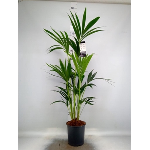 Howea forsteriana