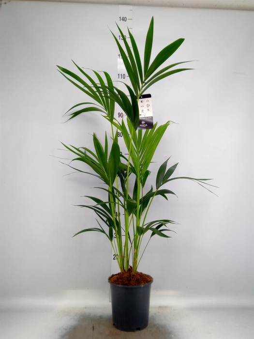 <h4>Howea forsteriana</h4>