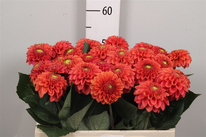 <h4>Dahl Orange Fox</h4>