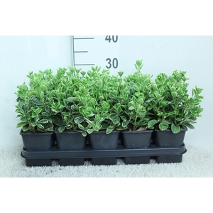 Euonymus japon. 'Kathy'