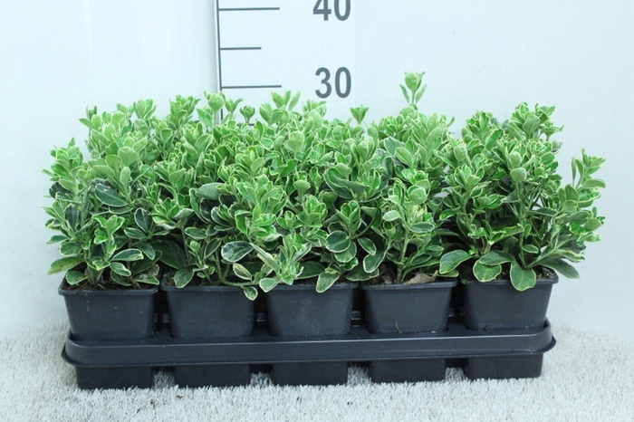 <h4>Euonymus japon. 'Kathy'</h4>