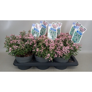 Andromeda polifolia 'Blue Ice'