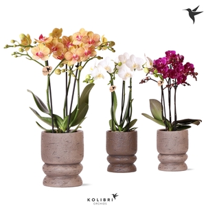 Kolibri Orchids Phalaenopsis mix 3 spike in Vintage pot mix