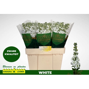 MATTH MILLA WHITE