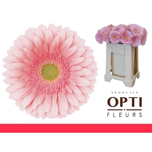 Gerbera Romella Water / Hoes