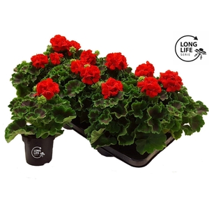 LongLife Zonale Red