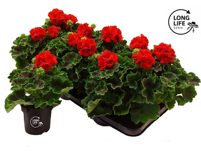 <h4>LongLife Zonale Red</h4>