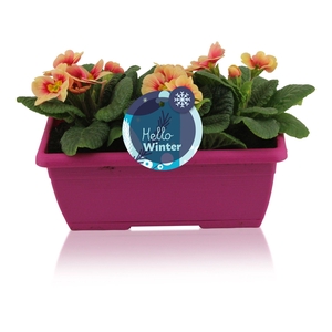 Primula Acaulis in Roze Duobakje