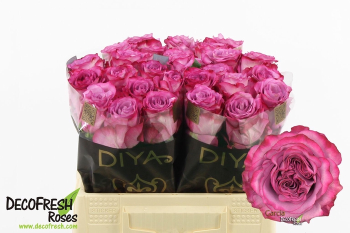 <h4>R Gr Garcia</h4>