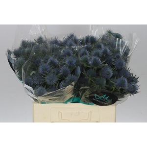 Eryngium Magnet