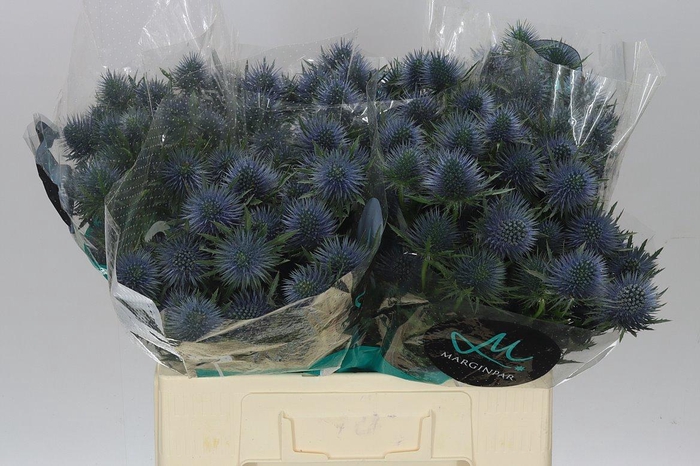 <h4>Eryngium Magnet</h4>