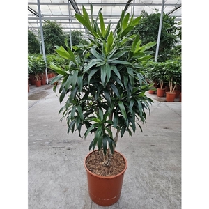 Dracaena Reflexa