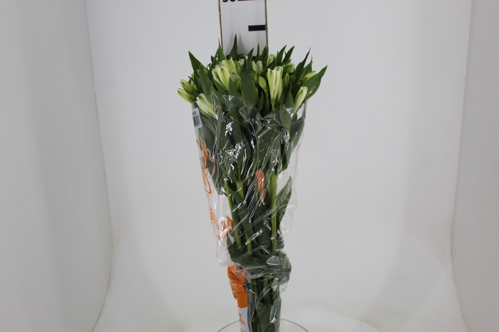 <h4>ALSTROEMERIA AVALANGE 080 CM</h4>