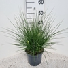 Pennisetum alopecuroides Little Bu