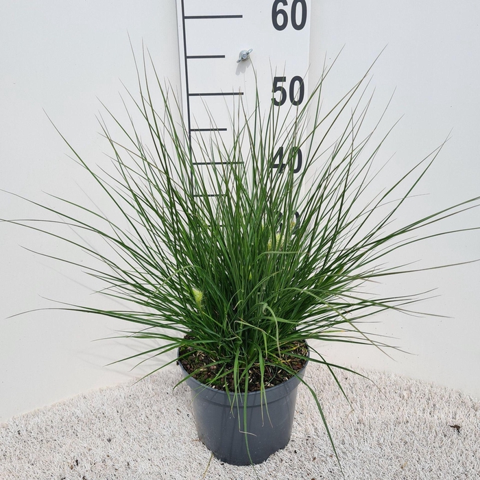 Pennisetum alopecuroides Little Bu