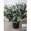 EUC CINEREA PB