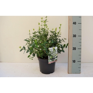 Euonymus fortunei 'Em green'