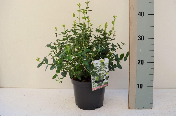 <h4>Euonymus fortunei 'Em green'</h4>