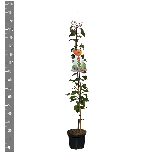 <h4>Prunus ar. Somo zuilabrikoos C5</h4>