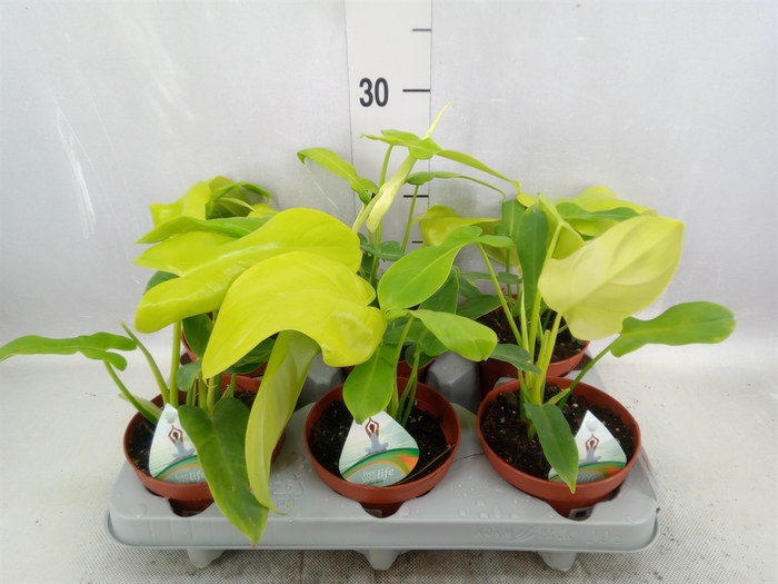 <h4>Philodendron   ...</h4>